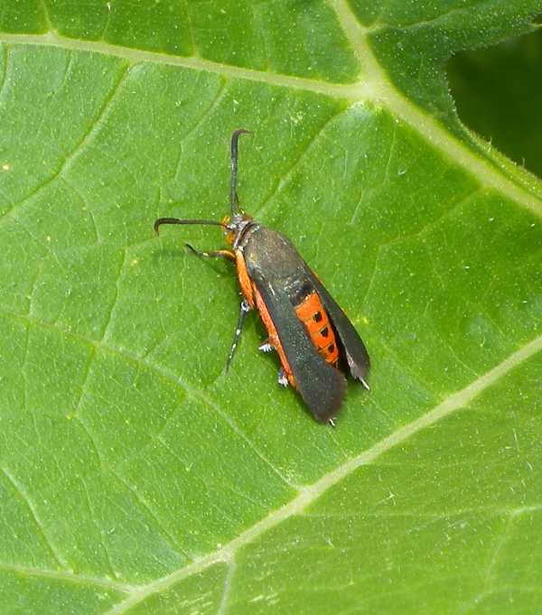 Squash vine borer